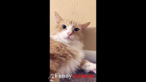 سگ گربه |♥Cute Cats and...