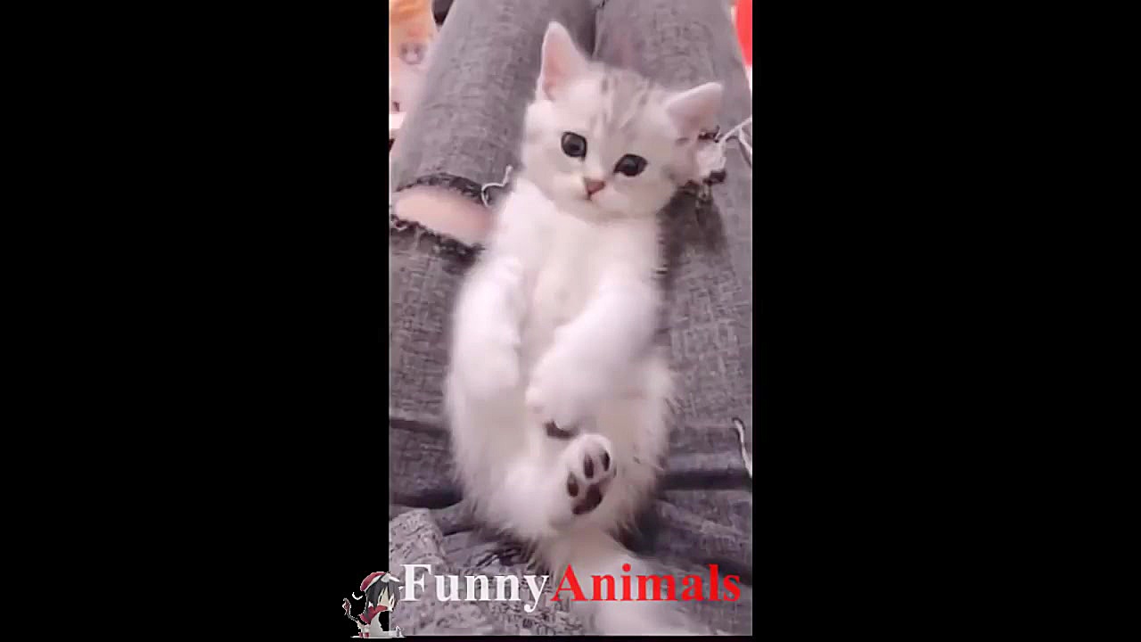 سگ گربه |&hearts;Cute Cats and...