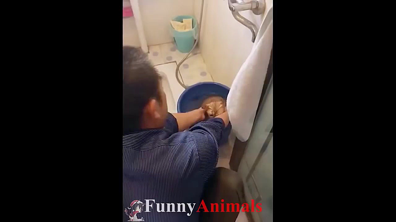 سگ گربه |&hearts;Cute Dogs and...