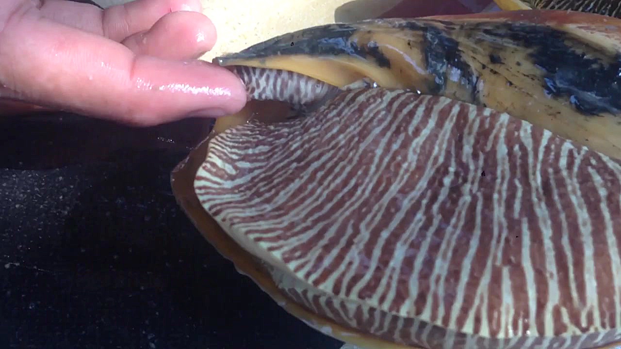 Giant monster snailغذای دریایی