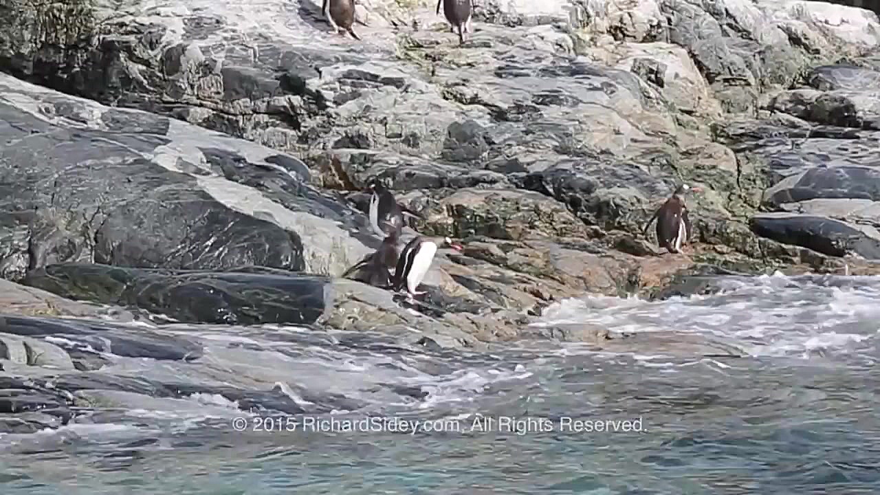 شکار پنگوئن های جنتو توسط فوک...