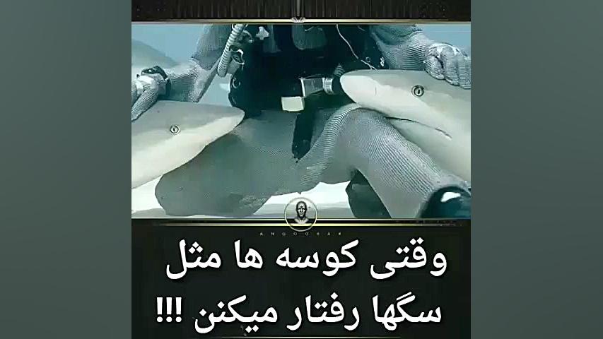 وقتی کوسه ها همانند سگ ها رفتا...