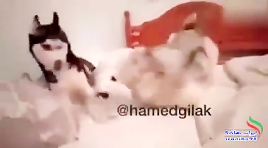 تو همش توهم خیانت داری ...