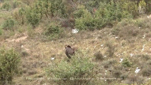 شکار گراز : 10 شکار گراز با حر...