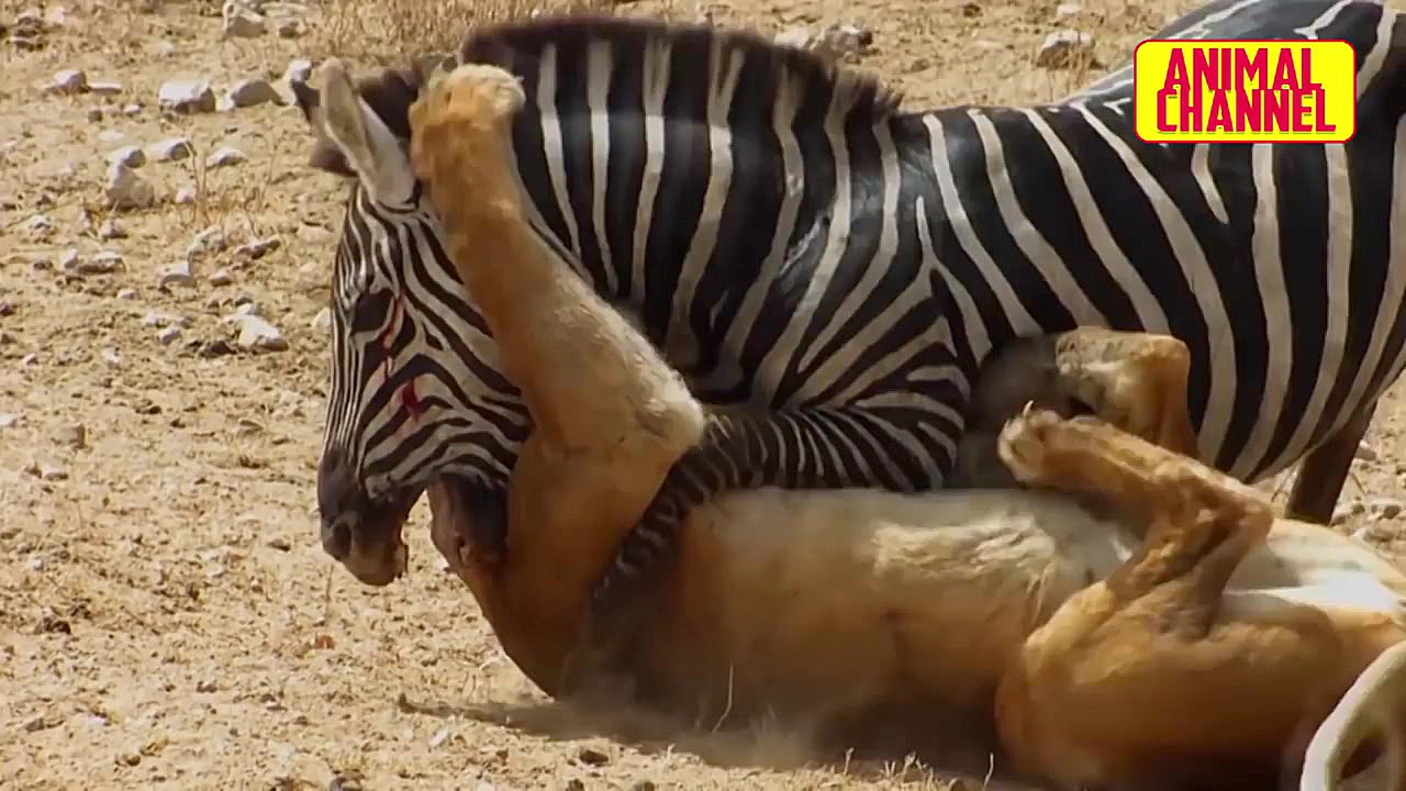 بالا 10 حیوانات حمله با شکست م...