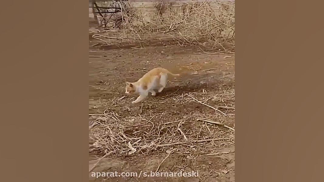 لحظه دیدنی پرواز گربه برای شکا...