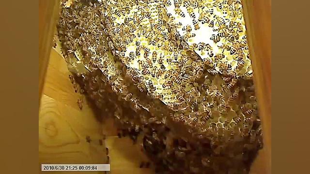 Life inside the beehive part 9...