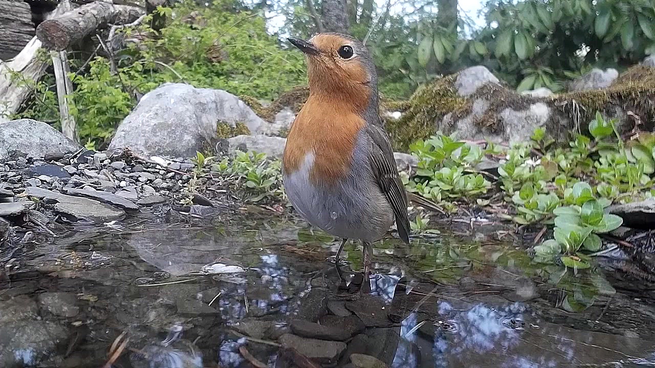Robin bathes. Rotkehlchen bade...