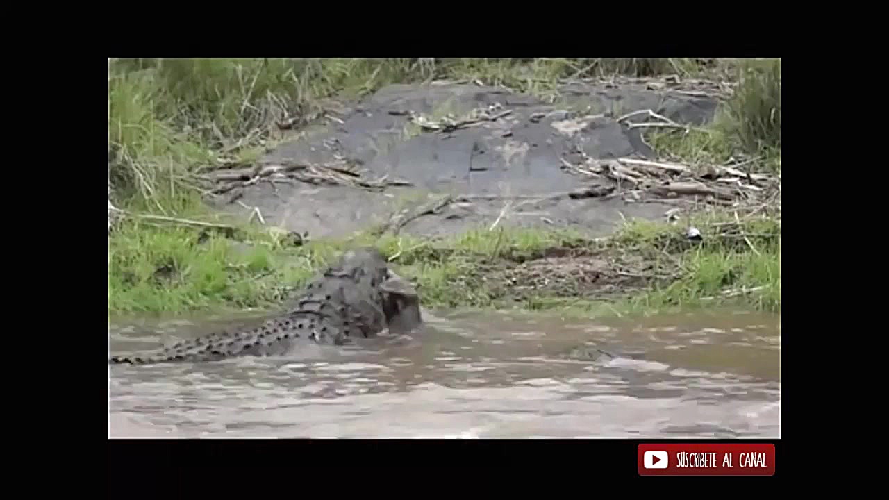 مبارزه دیدنی حیوانات وحشی: تمس...