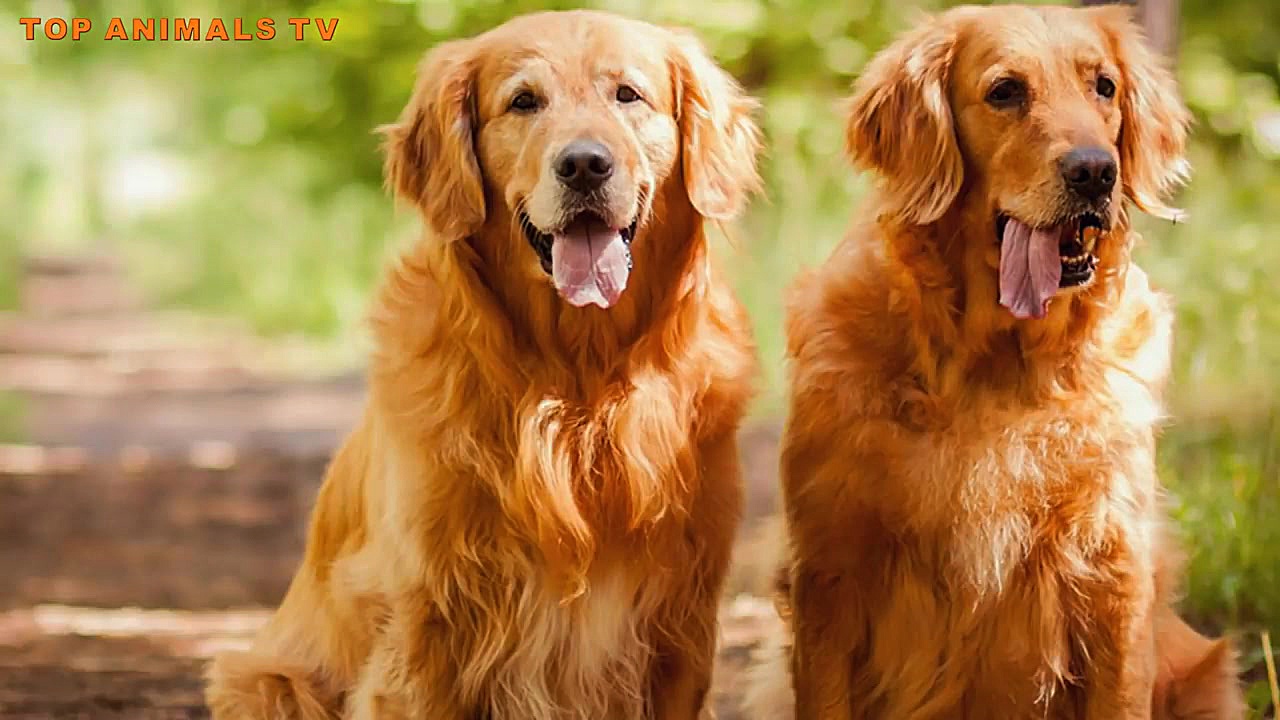 مخلوط Rottweiler Retriever طلا...