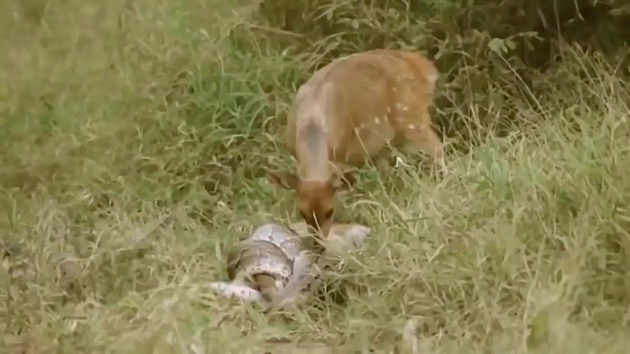 10 مبارزه مرگبار حیوانات 18