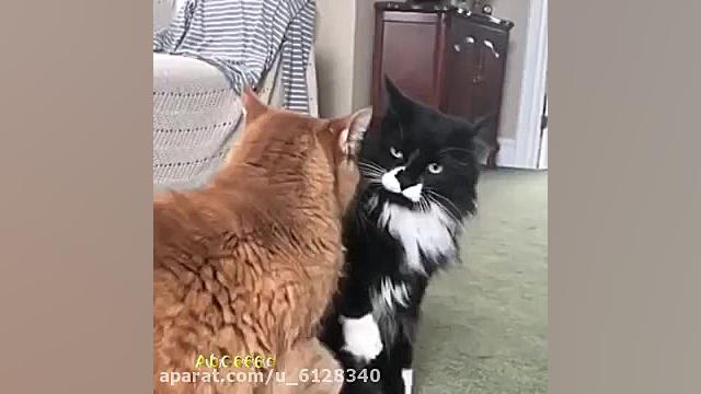 Funny cat reaction :d