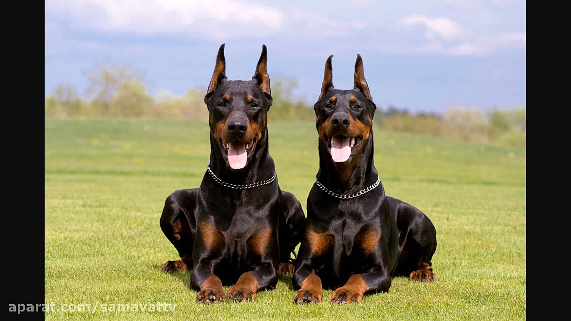 در مورد سگ نژاد دوبرمن بدانید