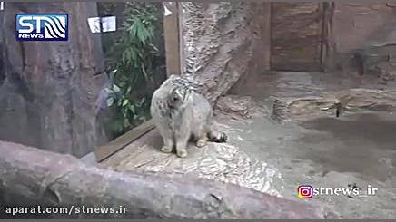 گونه های جانوری در حال انقراض...