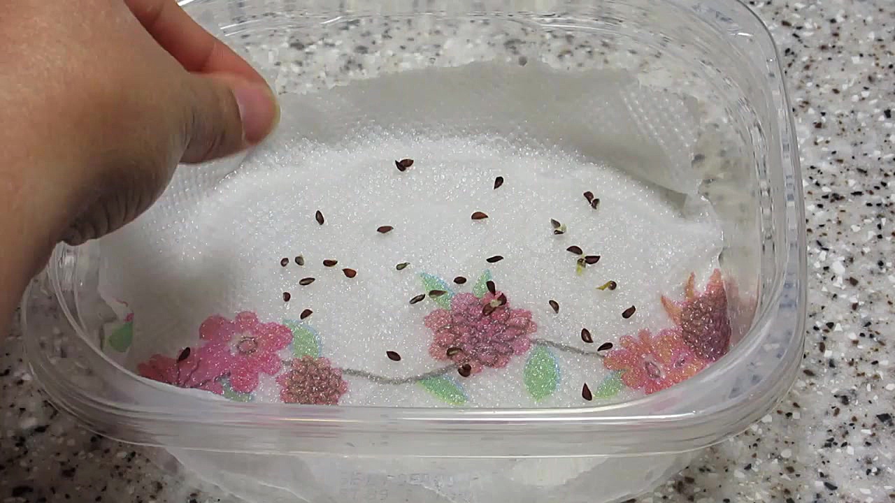 کاشت آناناس از دانه های روی می...