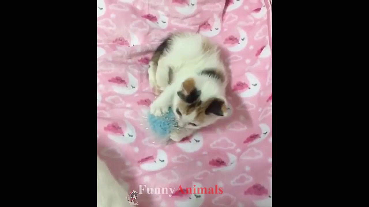 سگ و گربه خانگی Funny And Cute...