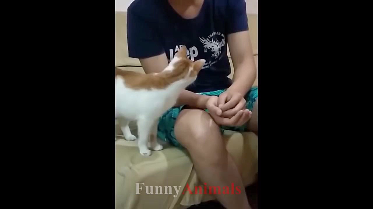 سگ و گربه خانگی Cats just neve...