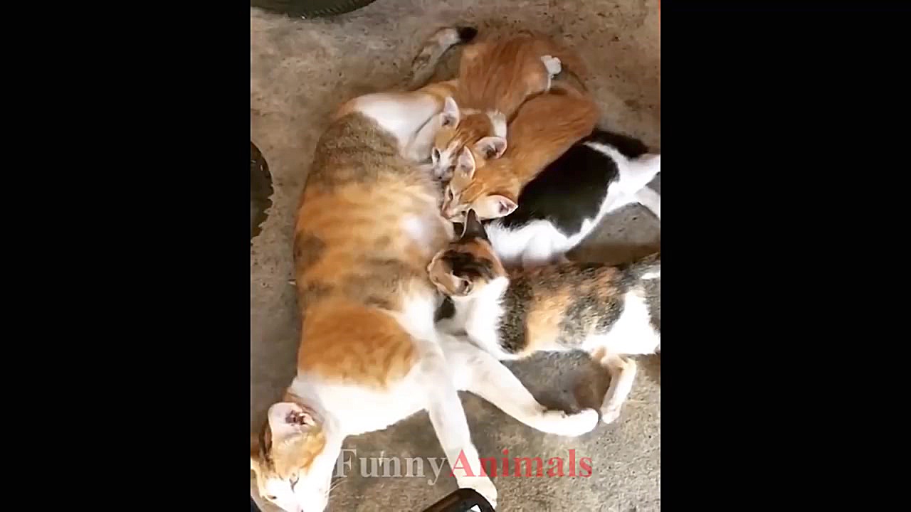 سگ و گربه خانگی Mother cats pr...