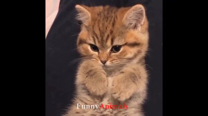 سگ و گربه خانگی Funny Cats and...