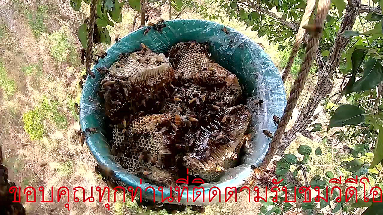 عسل ทีมล่าผึ้งหลวง  ท้ายทายกับ...