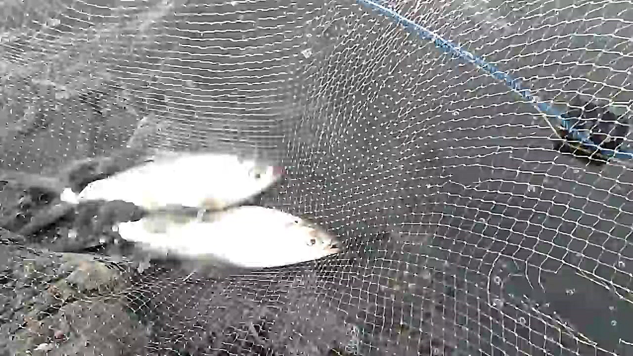 شکار و ماهی گیری  Traditional:...