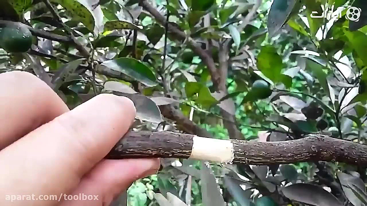 روش جالب برای کاشت نهال بدون ق...