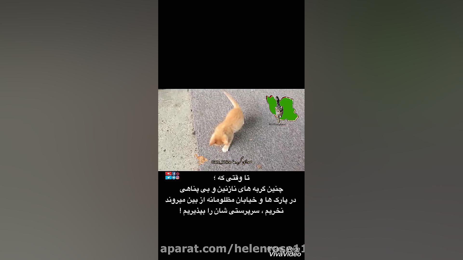 تاوقتی چنین گربه های نازنینی د...