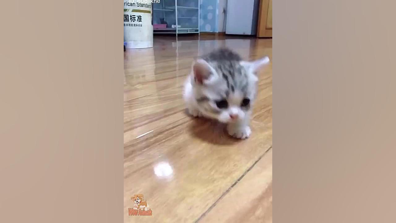 بامزه ترین گربه ها Cute cats C...