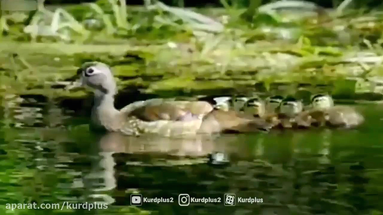 کالیفرنیا بهشت حیوانات آمریکا...