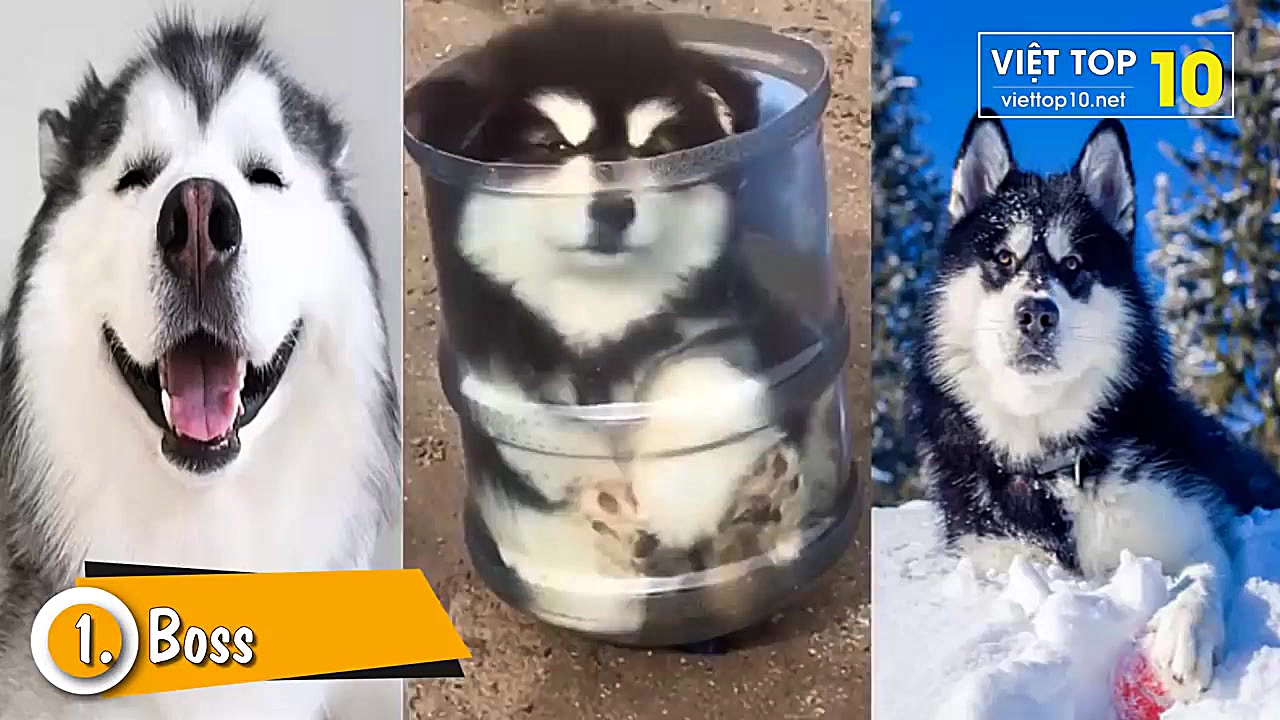 عڪس حیوانات کیوت&spades;فالـو=...