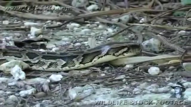 شیر کوهی در برابر پیتون