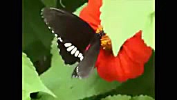 اهنگ لری دو پا و سه پا