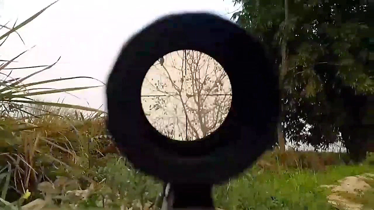 شکار جالب کبوتر با تفنگ بادی آ...