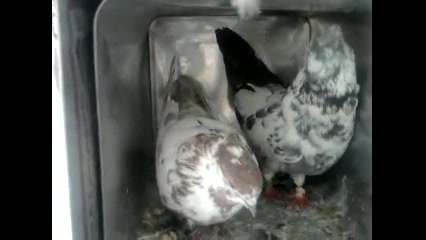 کبوترهای آقا رضا(کفتر پرشی)