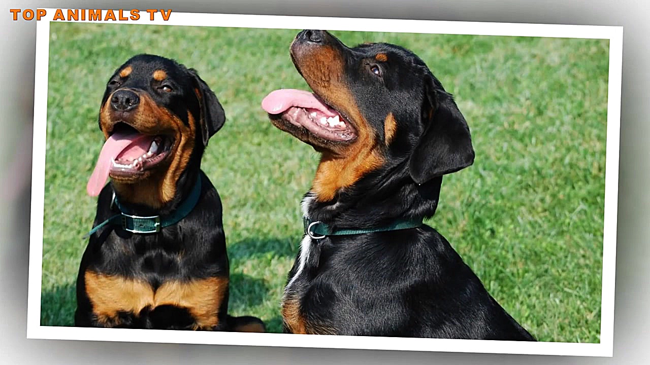 مخلوط پودل Rottweiler اسرار آم...