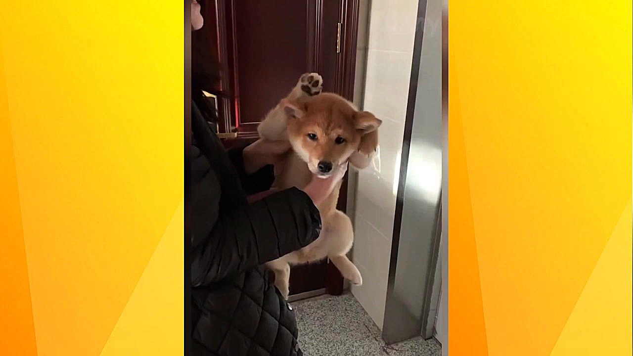 سگ و گربه خانگی  Cats and Dogs...