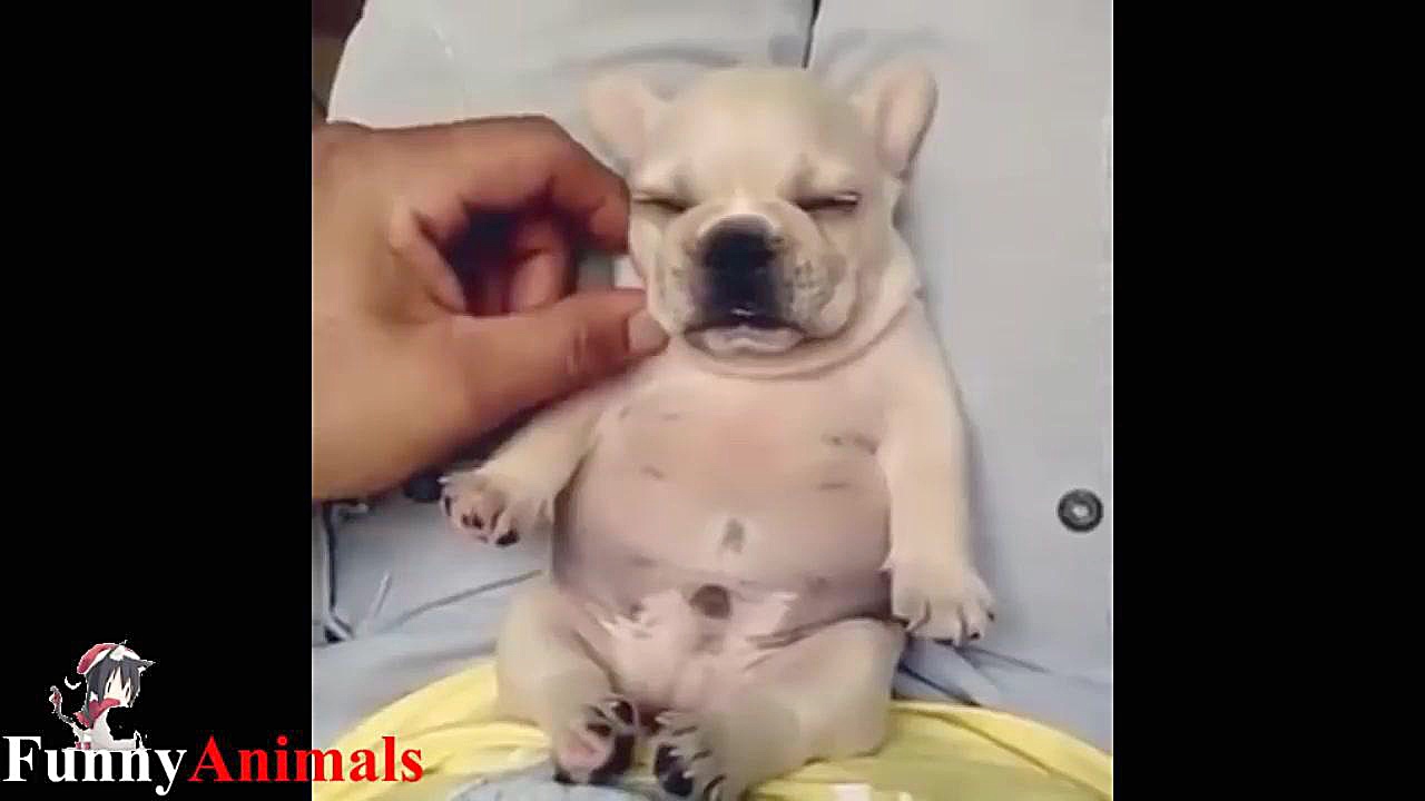 سگ و گربه خانگی Cute Puppy  Cu...
