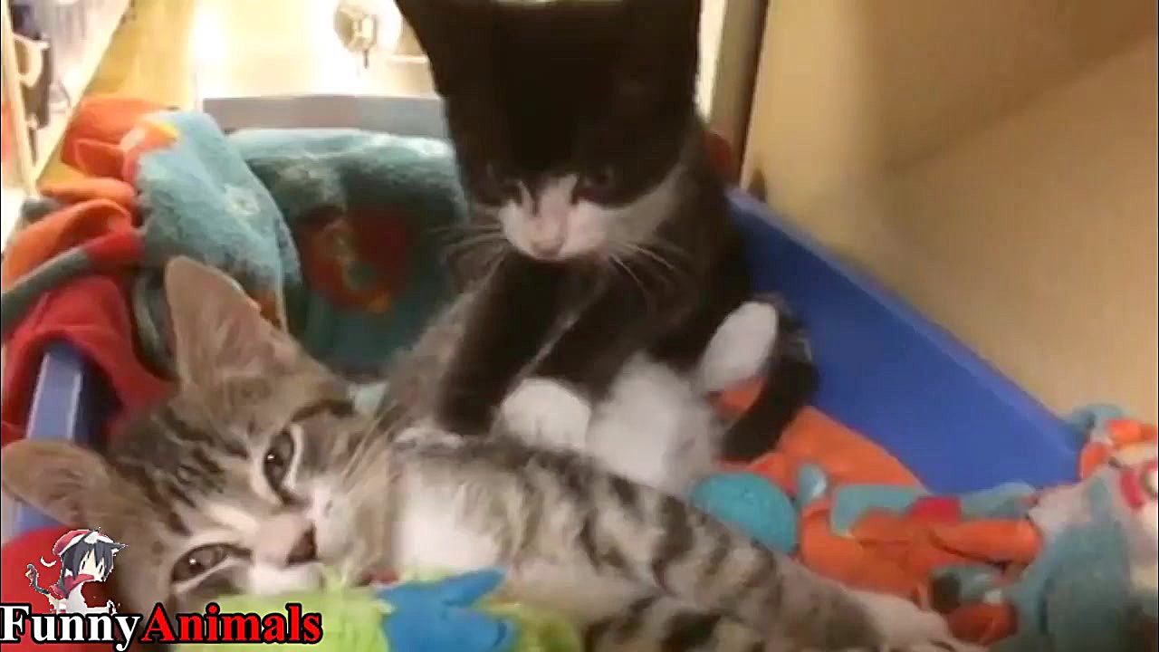 سگ و گربه خانگی Cat massage Do...