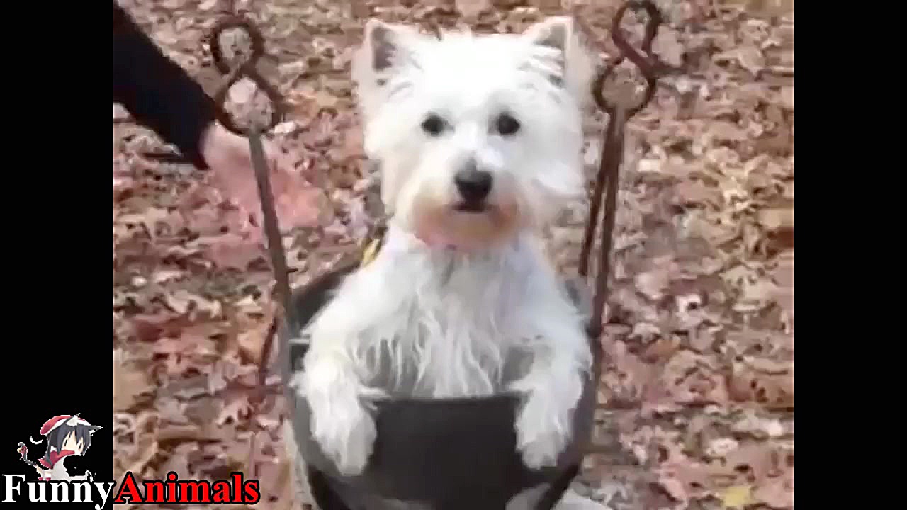 سگ و گربه خانگی Top Funniest d...