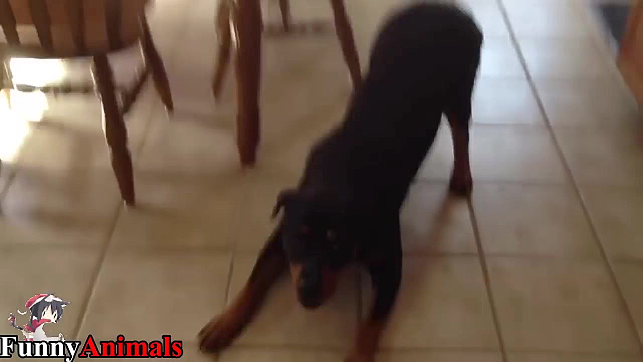 سگ و گربه خانگی Funny And Cute...