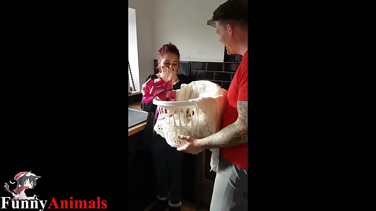 سگ و گربه خانگی Funniest Borde...