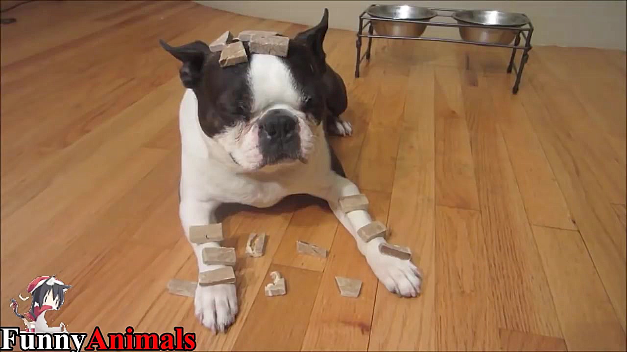 عقاب  Funniest Boston Terrier...