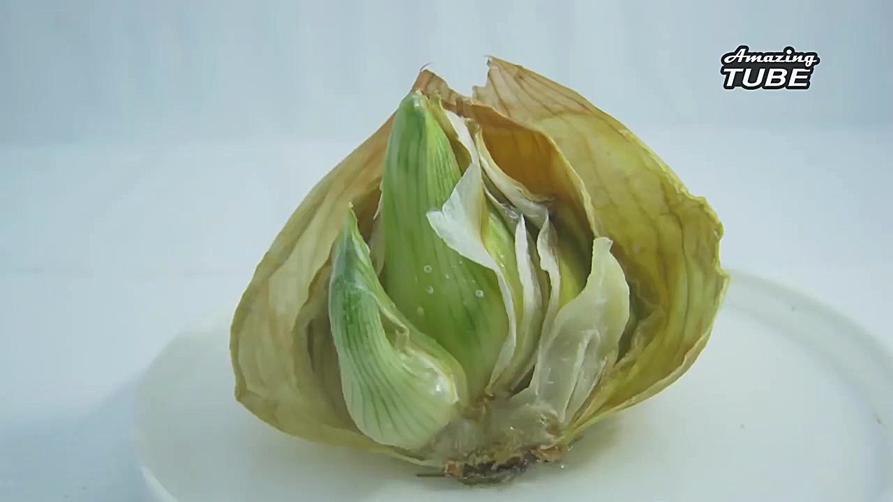 ویدیو سریع رشد گیاهان