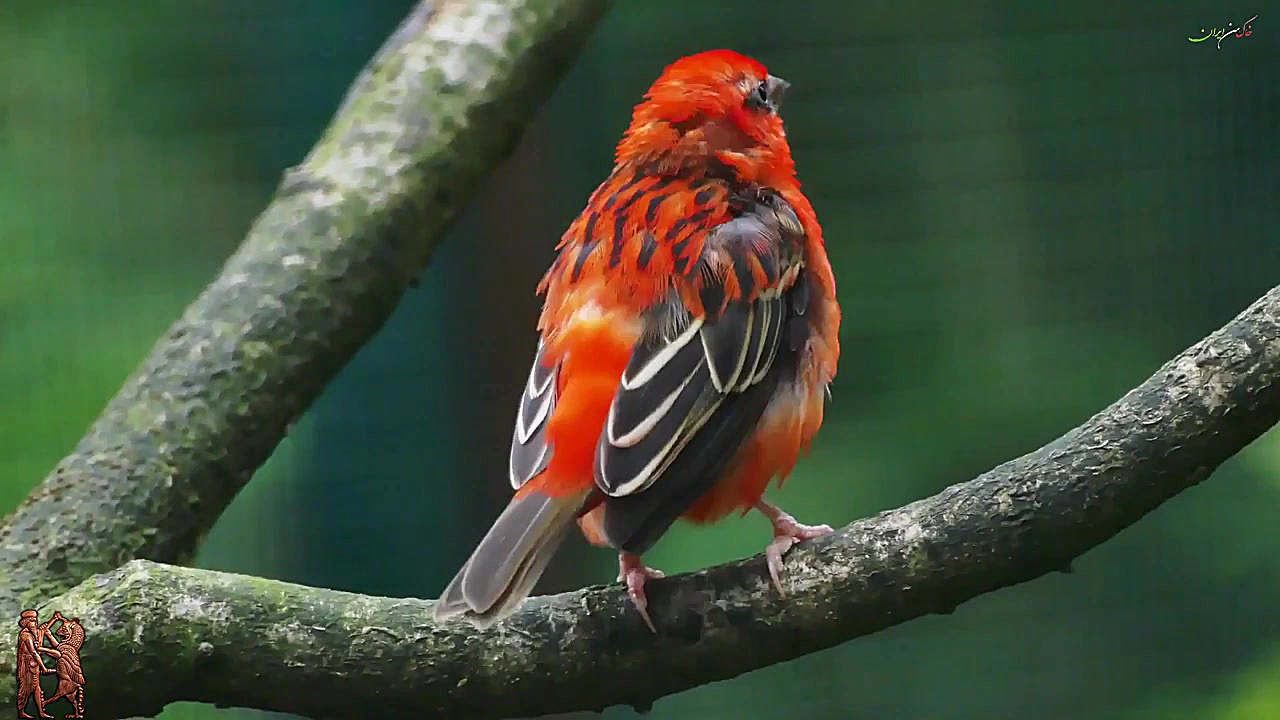 پرندگان  (ویدیو کلیپ) تصاویر آ...