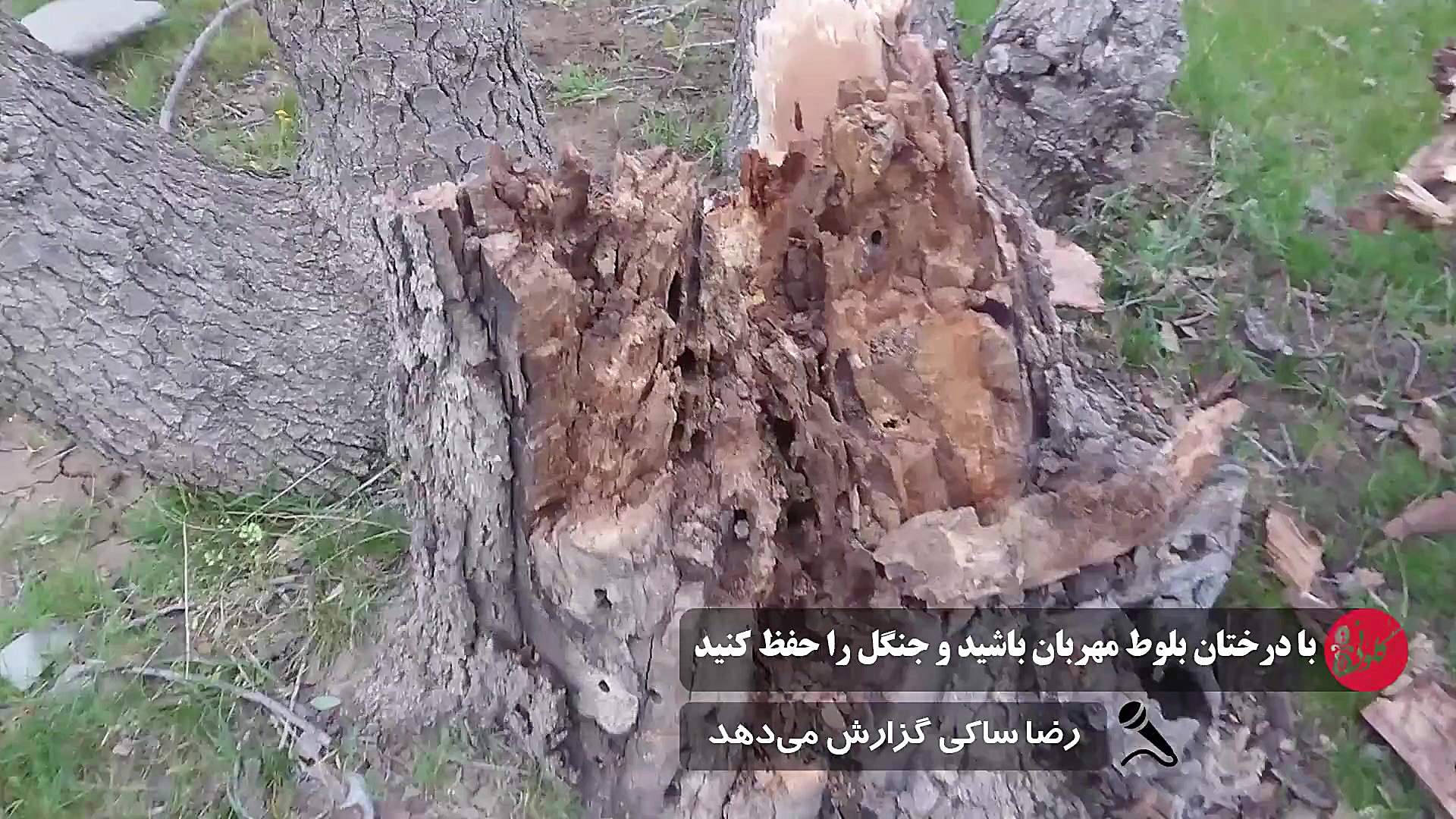 با درختان بلوط مهربان باشید