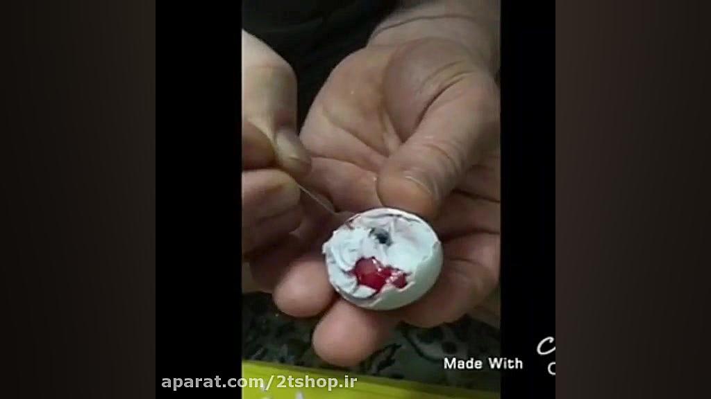 تخم نطفه دار کاسکو