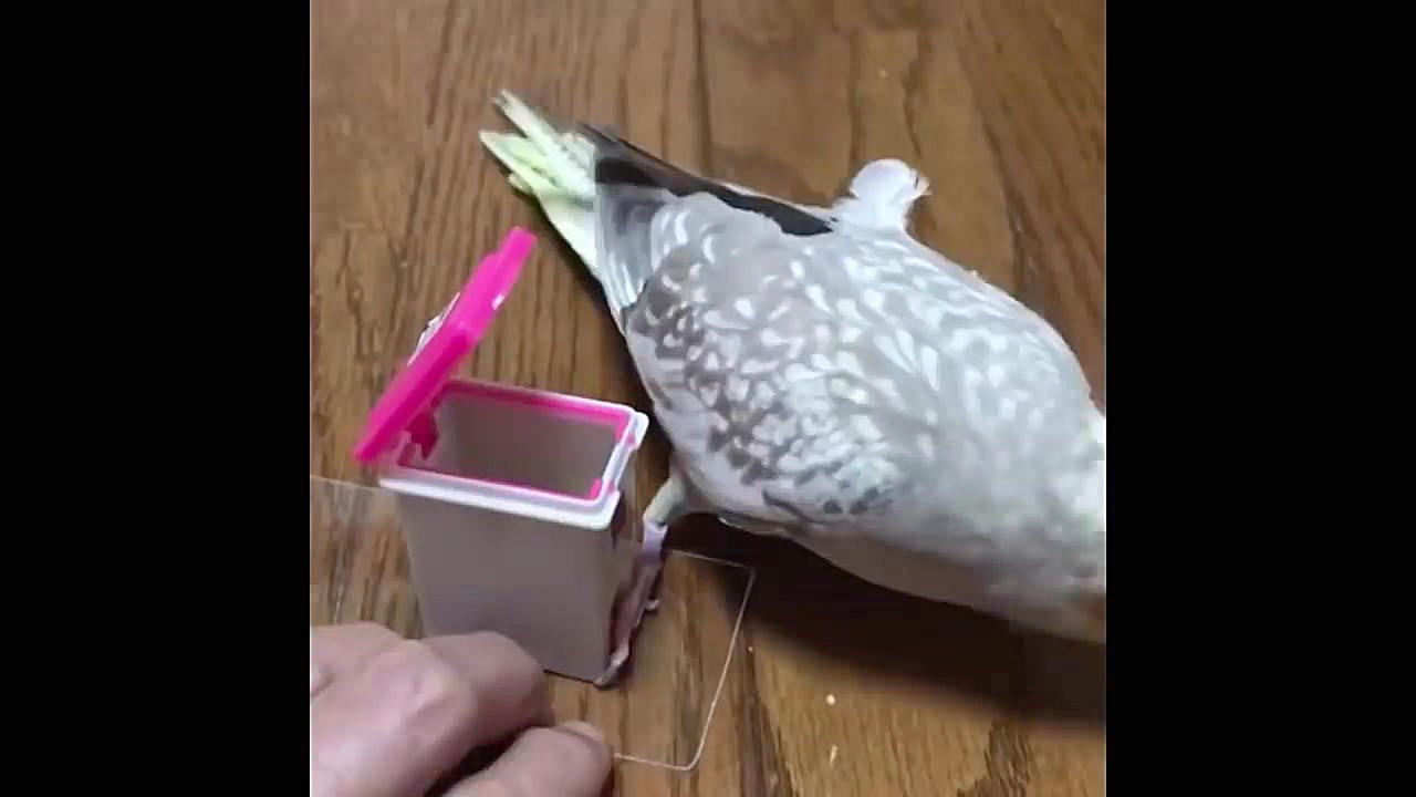 طوطی و پرند های قشنگ و زیبا  C...