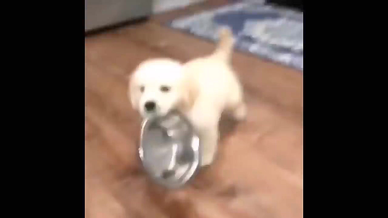 بچه حیوانات بامزه  Cute baby a...