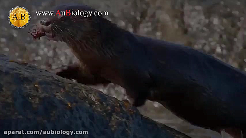 سمور دریایی