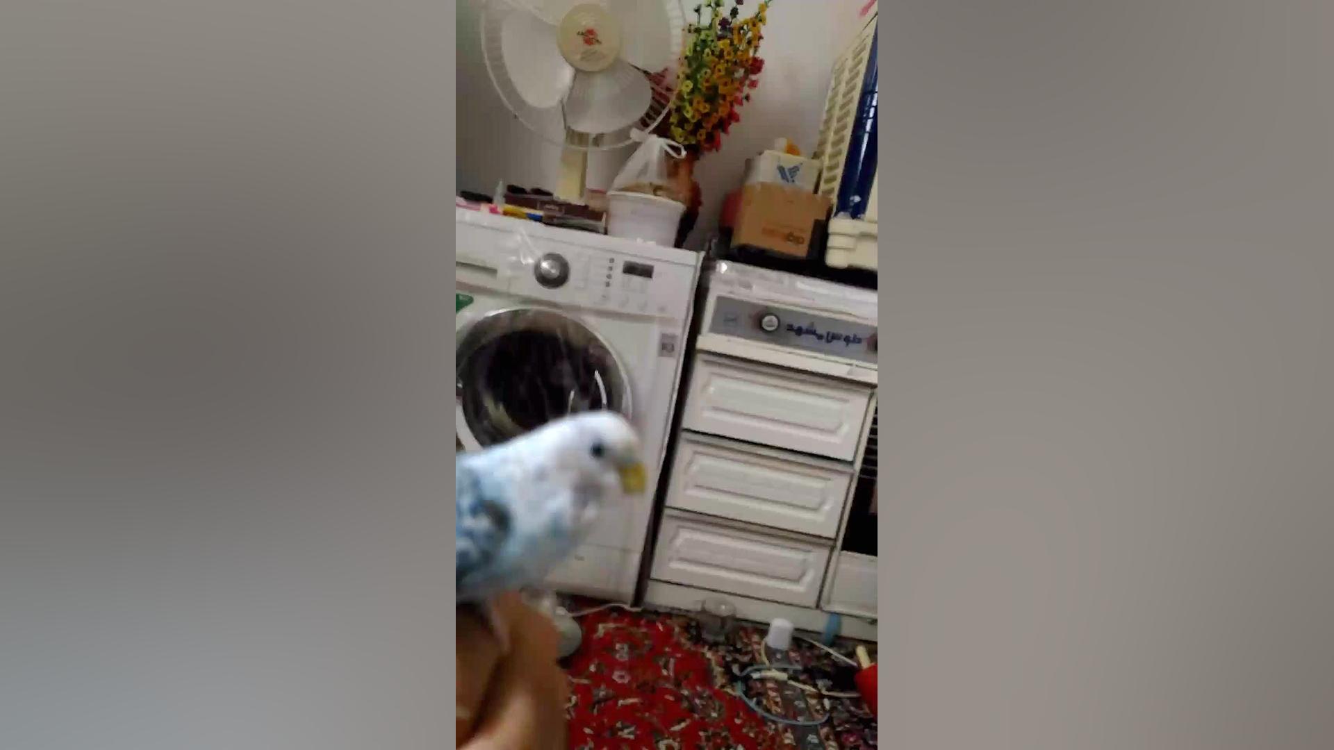 پرنده های دستی من